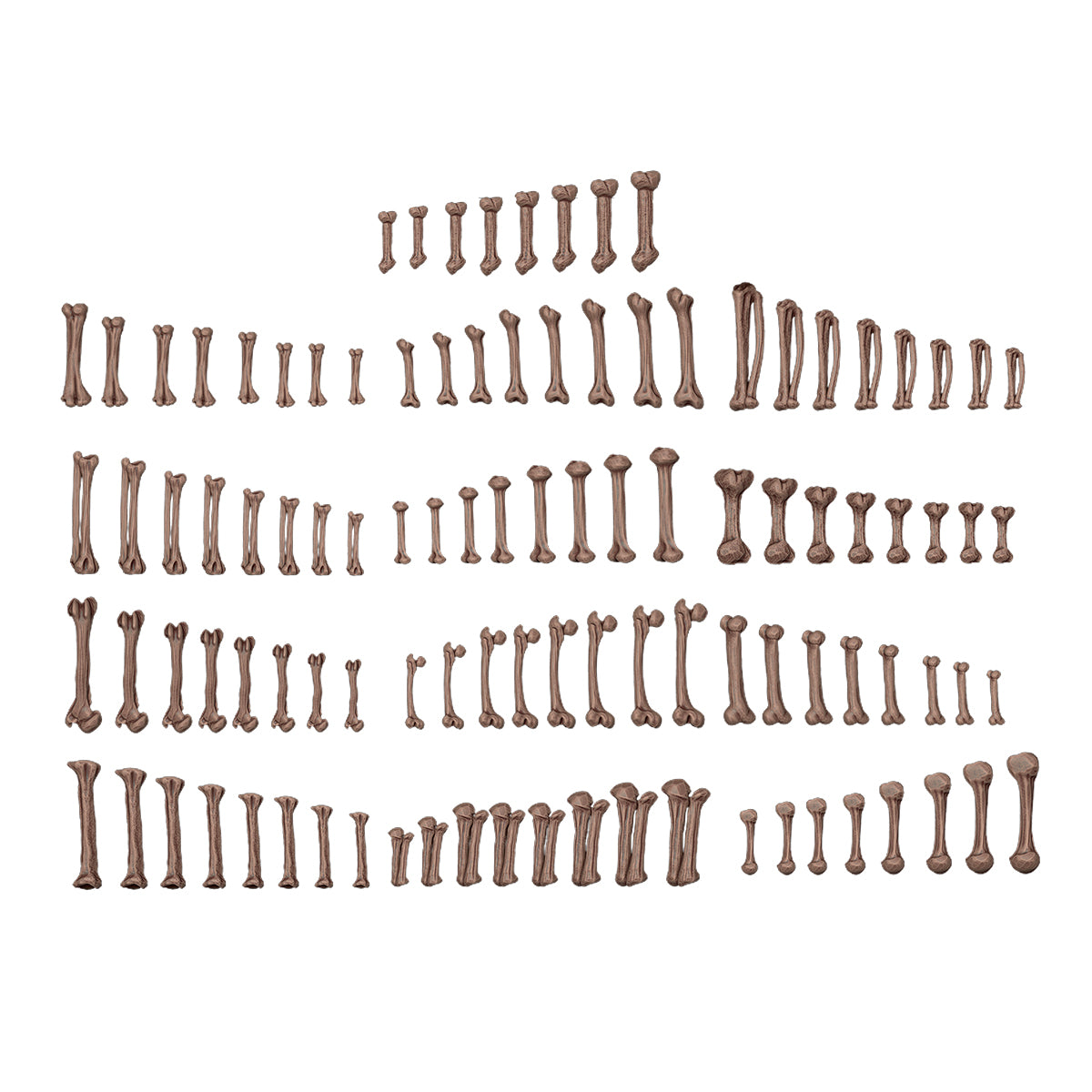 Éléments de base - Os humains 104 pièces